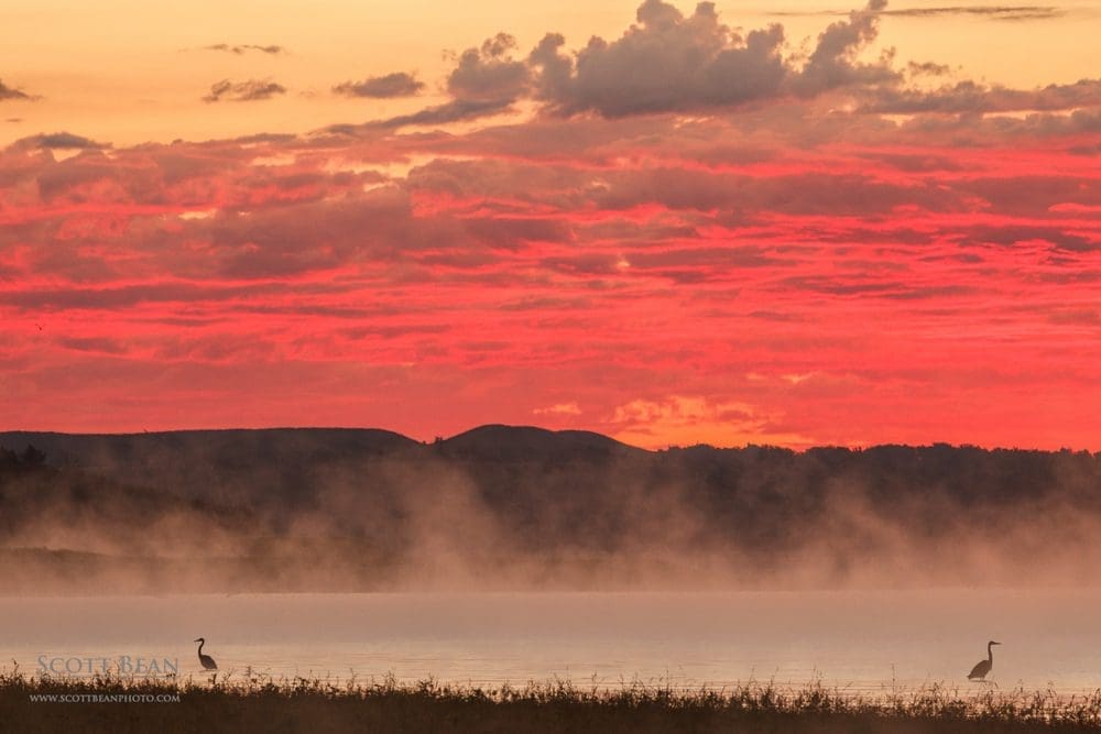 Herons silhouetted at sunrise