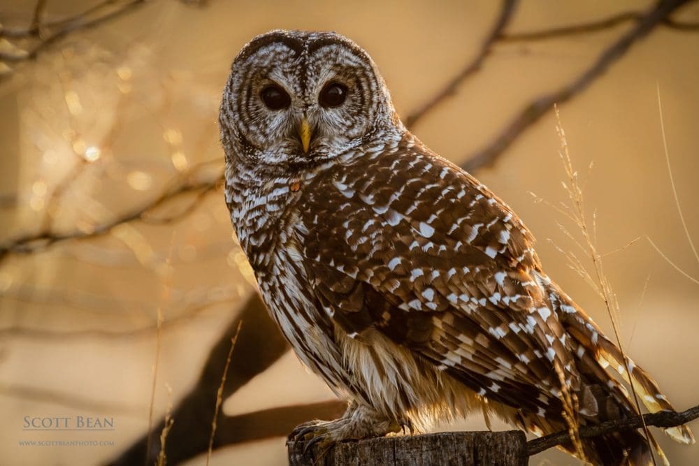 Barred Owl