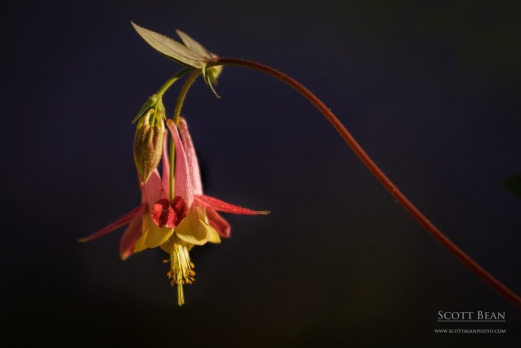 Columbine