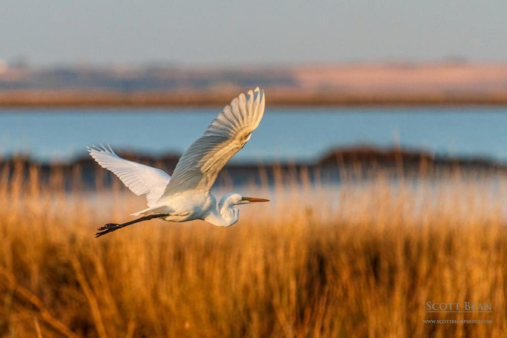 Egret In Flight