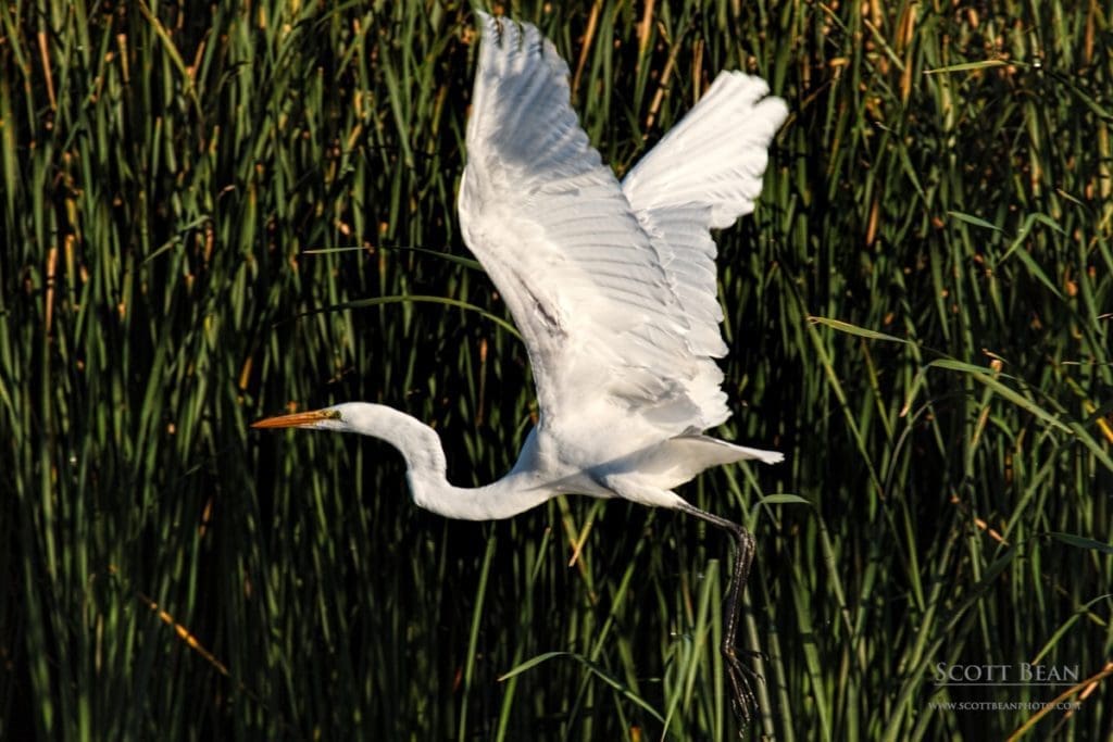 Great Egret at Cheyenne Bottoms