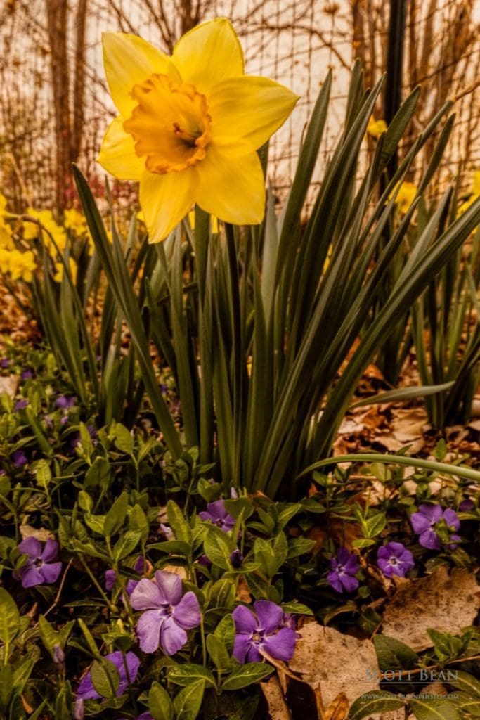 Backyard bouquet