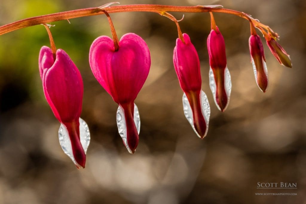 Bleeding Heart