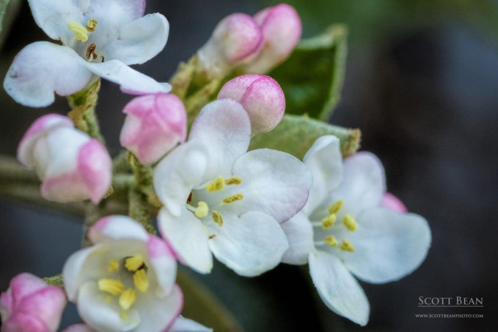 Delicate Beauty