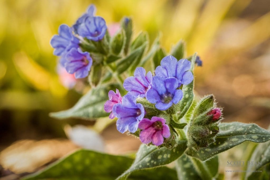 Lungwort