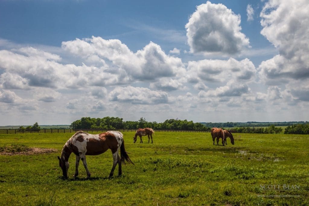 Grazing