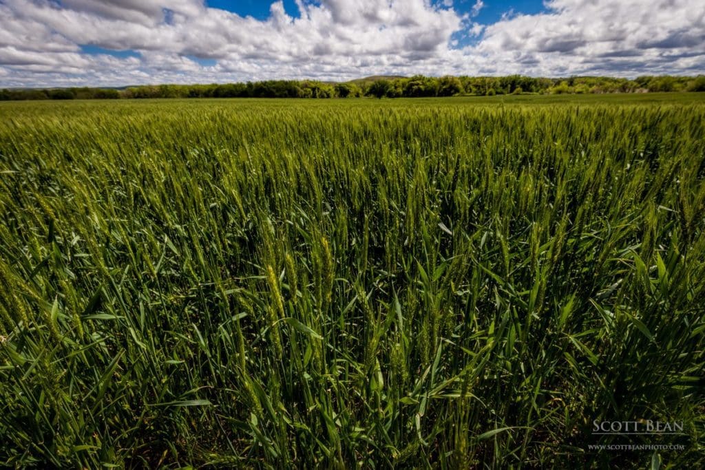 Green Kansas wheat field 