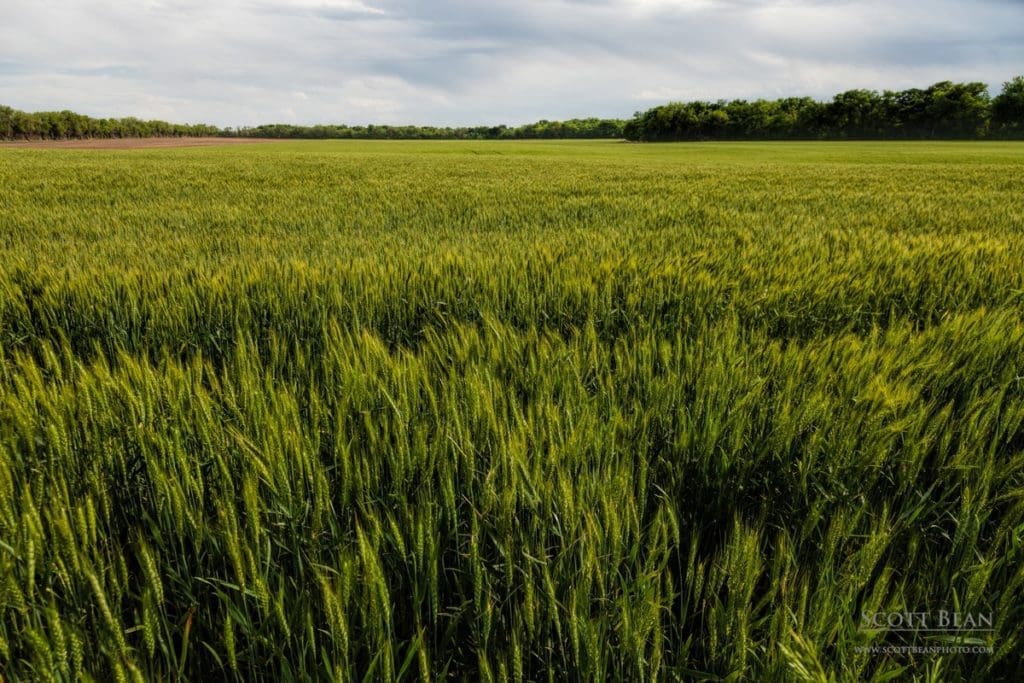 Kansas Wheat Field