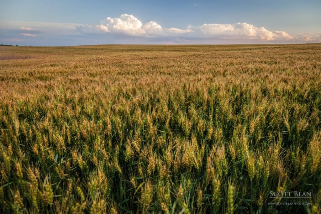 Maturing Wheat Field - June 6th