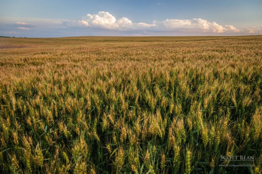 Changes in the Fields – Watching a Few of the 2016 Kansas Wheat Fields ...