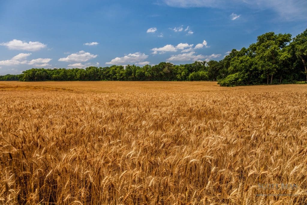Mature Kansas wheat field