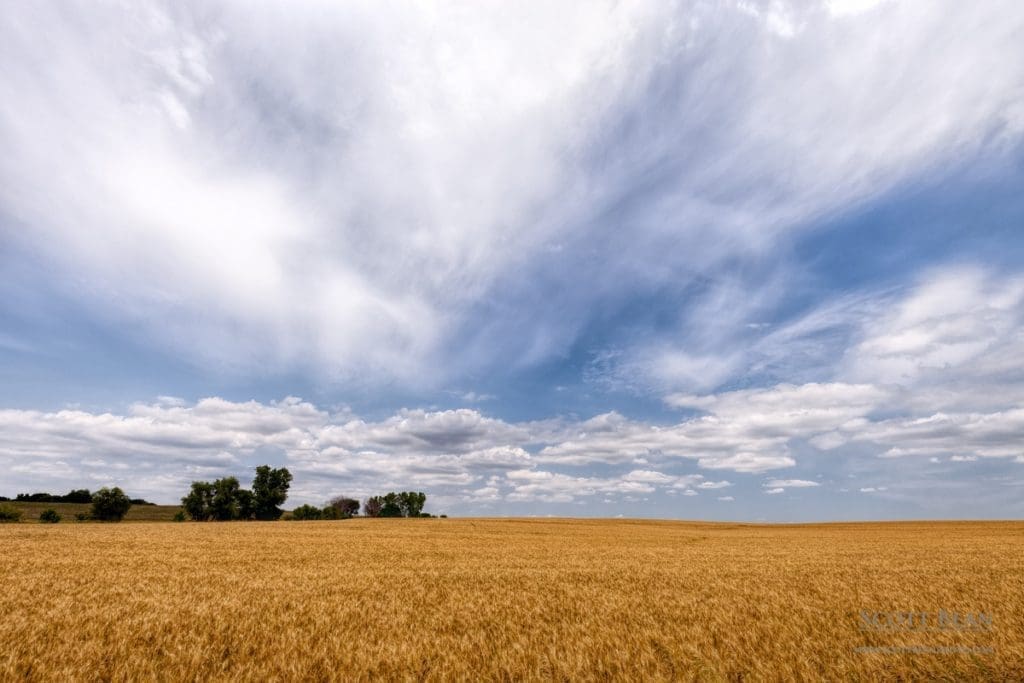 Kansas Wheat Field