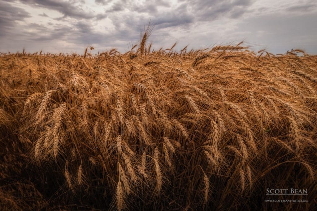 Kansas Wheat Field