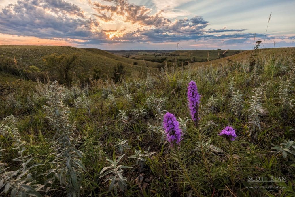 Wildflowers blooming in early fall in the Flint Hills
