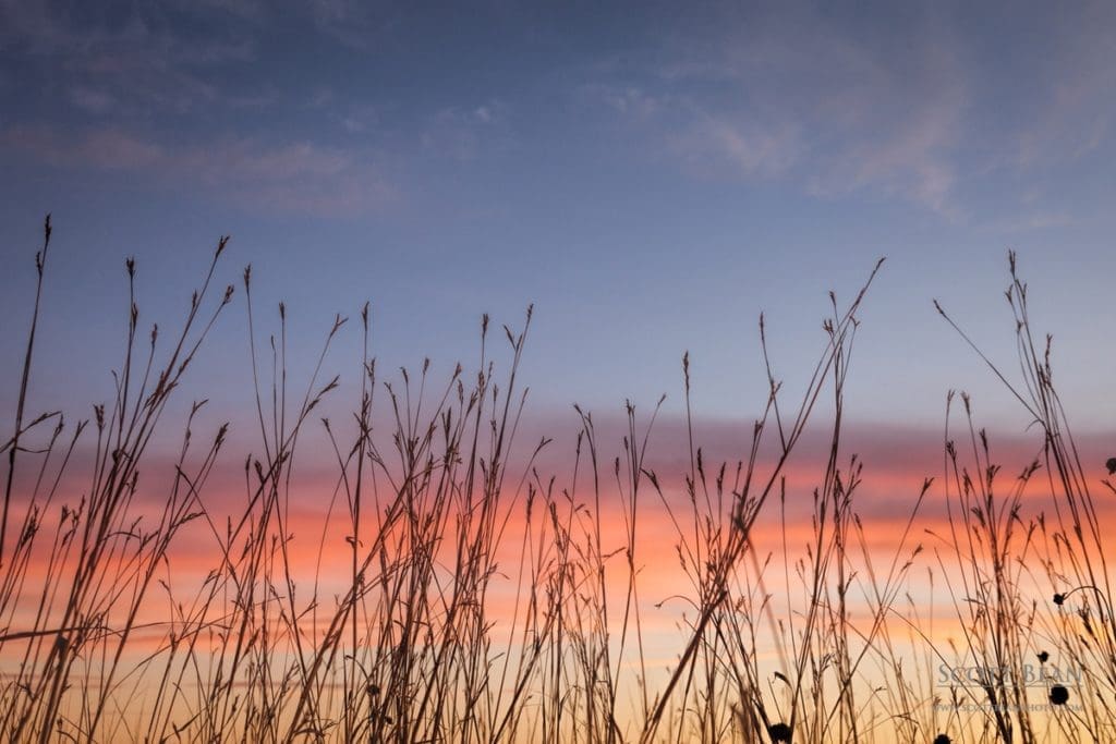 Grass at Sunset