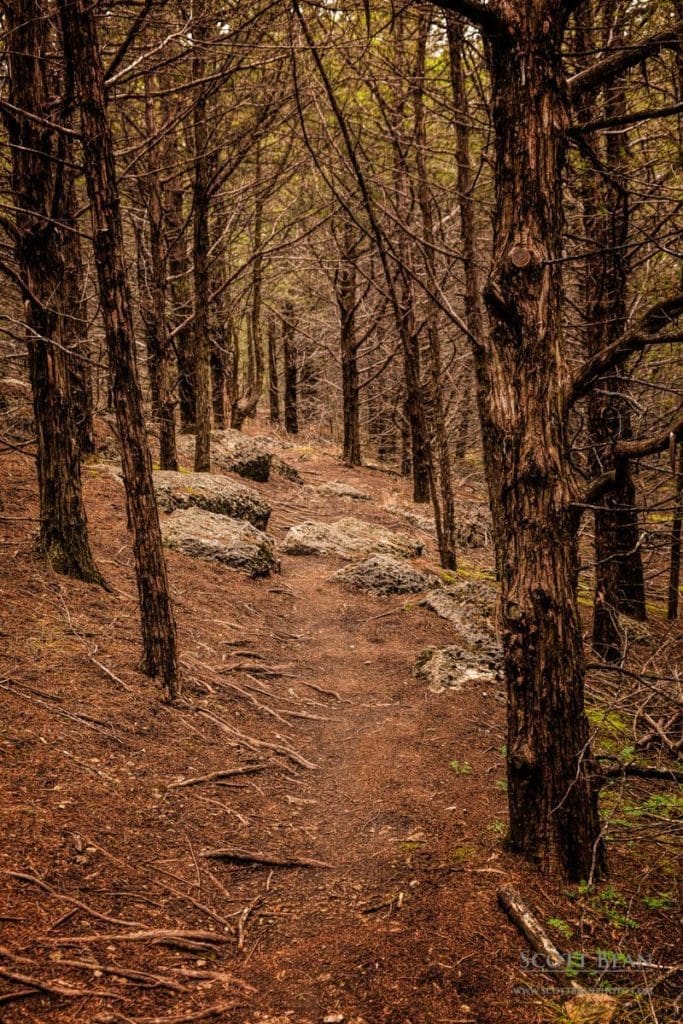 Woods - Fancy Creek Trail