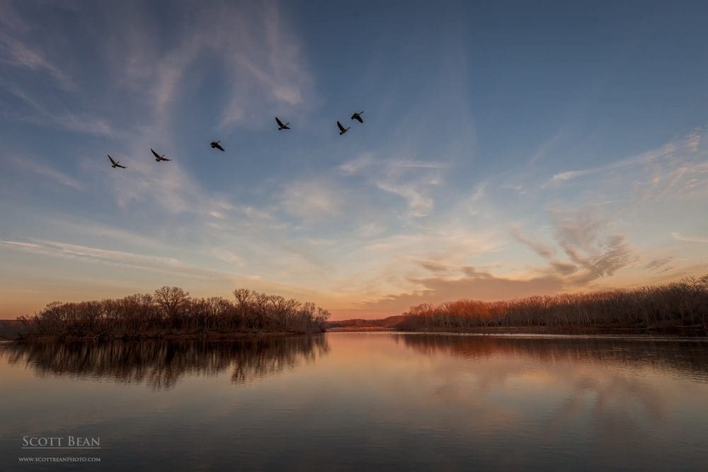 Geese flying over the River Pond area at Tuttle Creek Lake