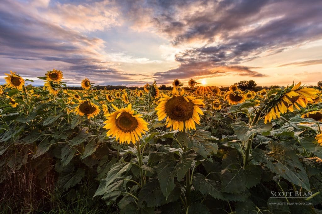 Sunflower Field 2016