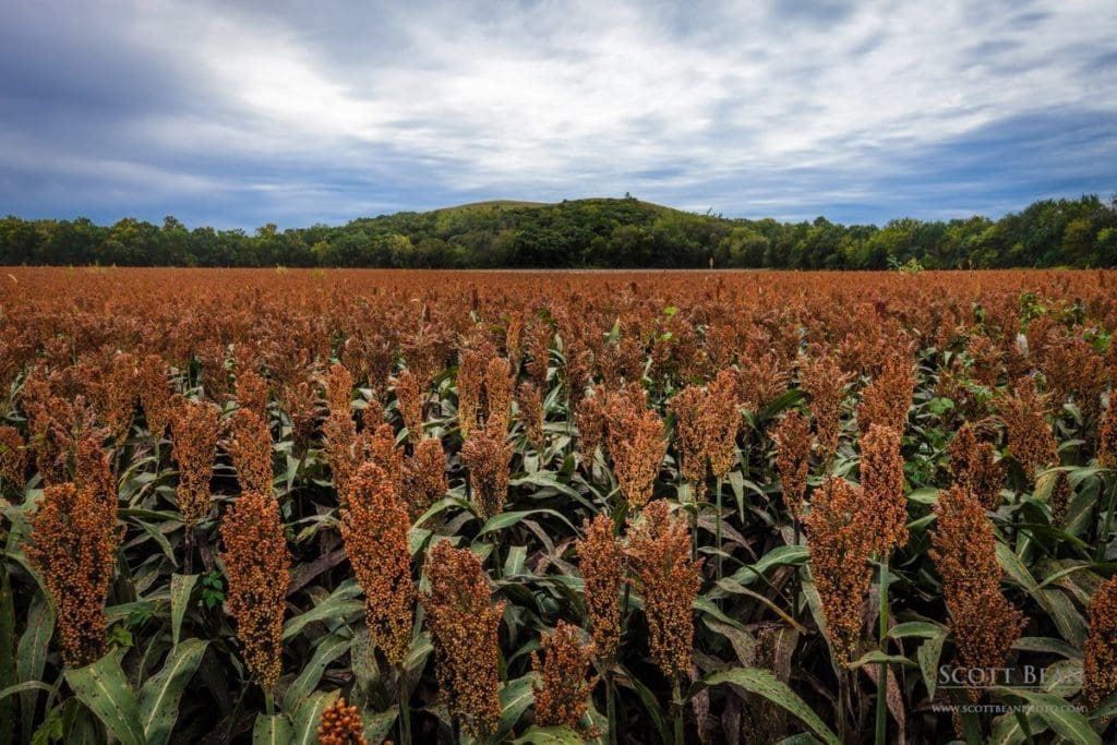 Milo (sorghum) field 2016