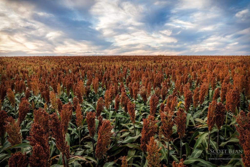 Milo (sorghum) field 2016