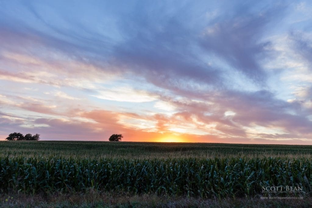 Corn field 2016