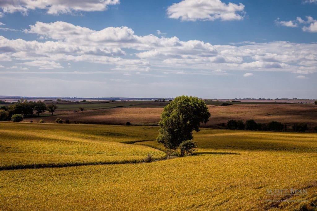 Soybean field 2016