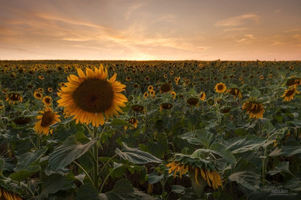 Sunflower Field 2017