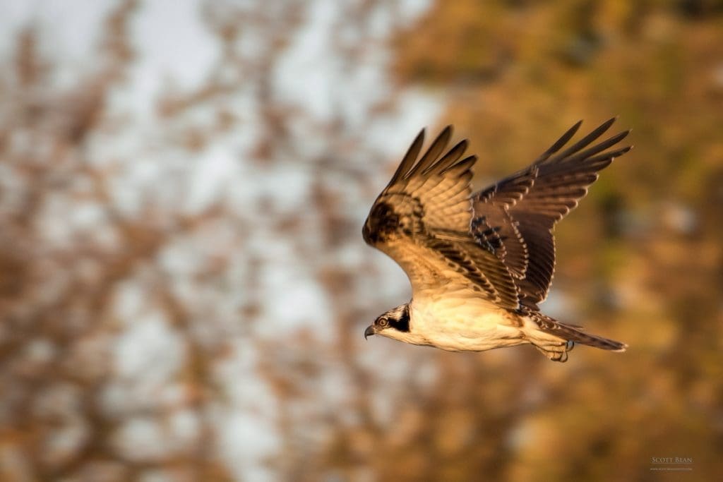 Osprey