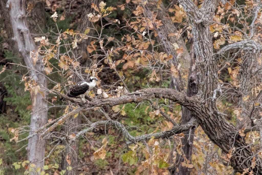 Osprey with dinner