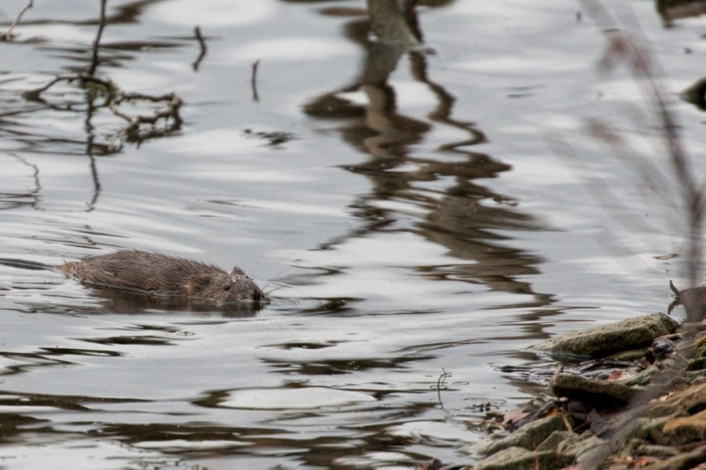 Muskrat