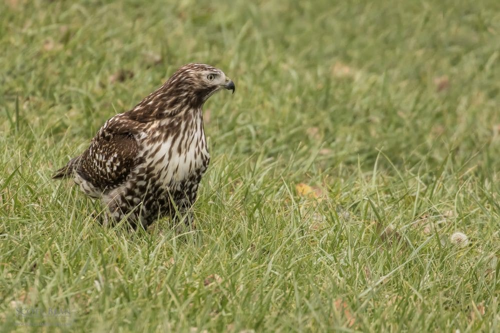Hawk, again
