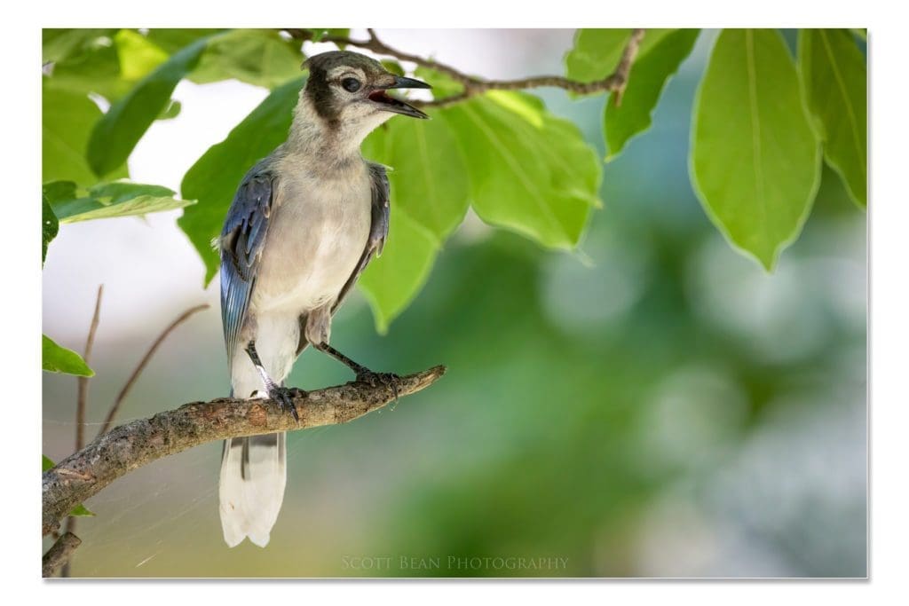 Juvenile Blue Jay