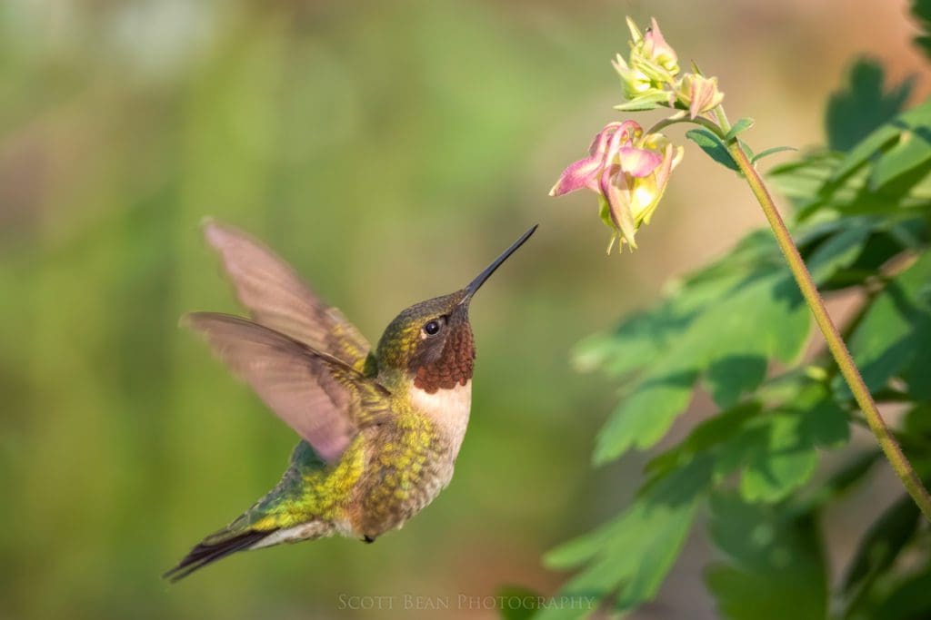 Spring Hummingbird
