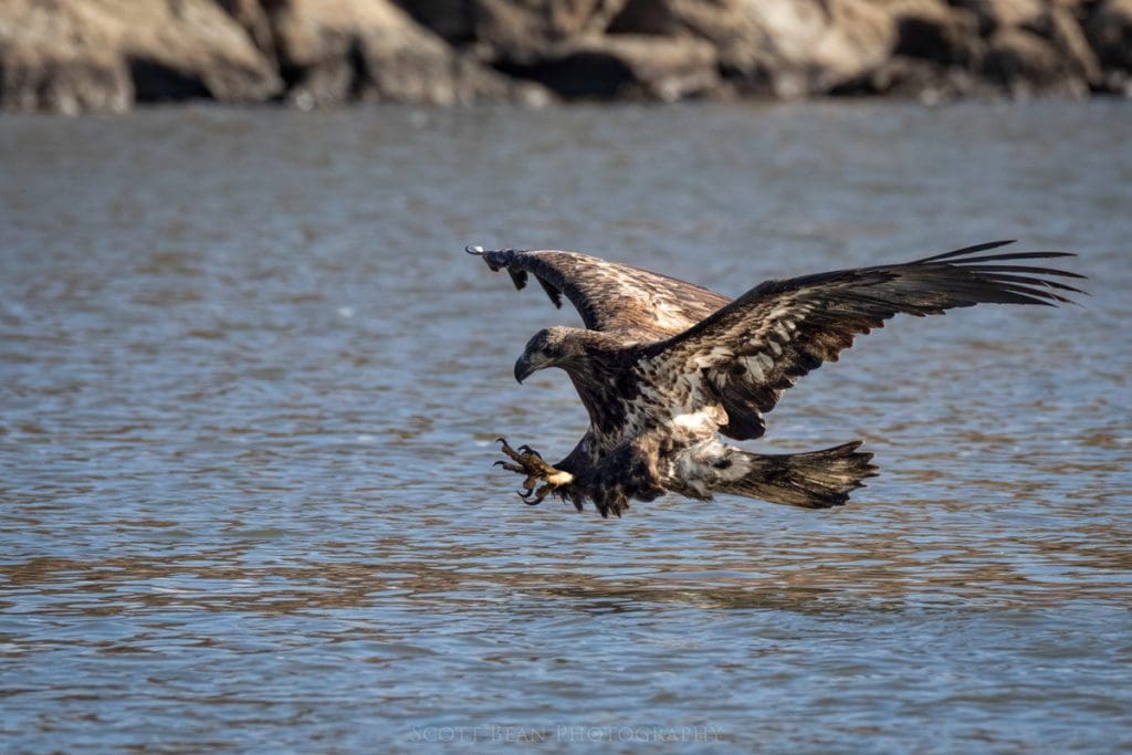 Immature bald eagle coming in for a fish