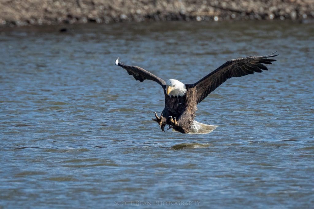 Adult bald eagle making a grab for a fish
