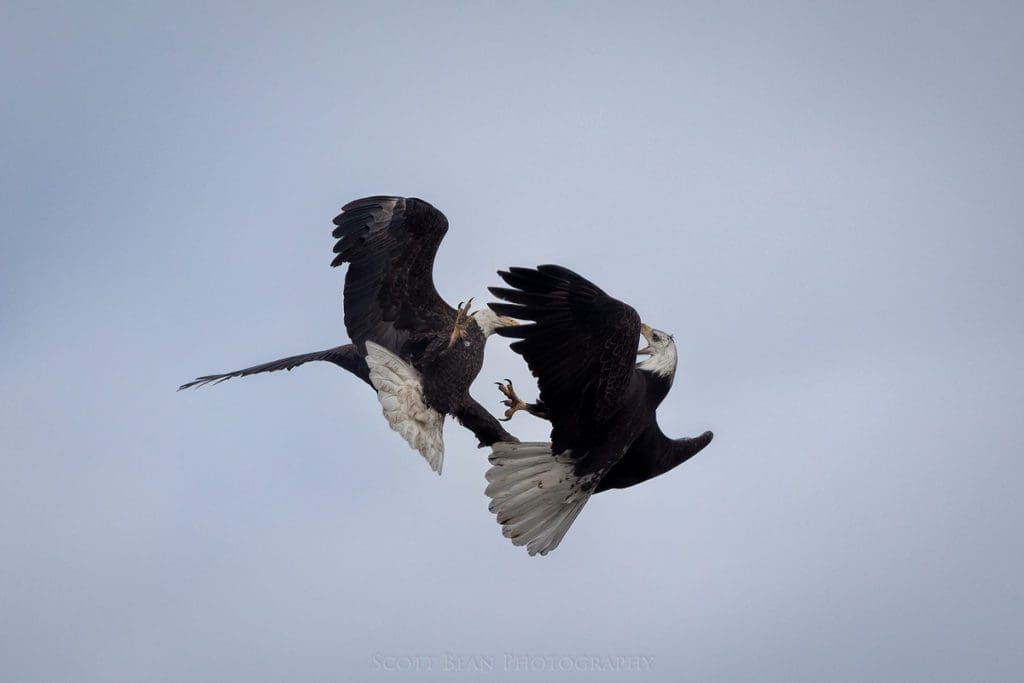 Bald eagles display in-flight talon grabbing behavior