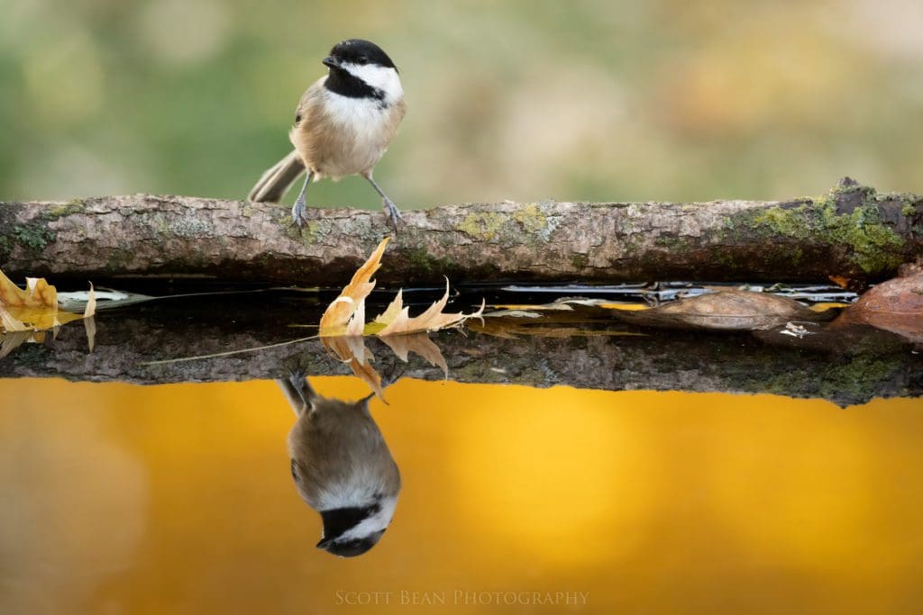 Black-capped chickadee visiting a reflecting pool
