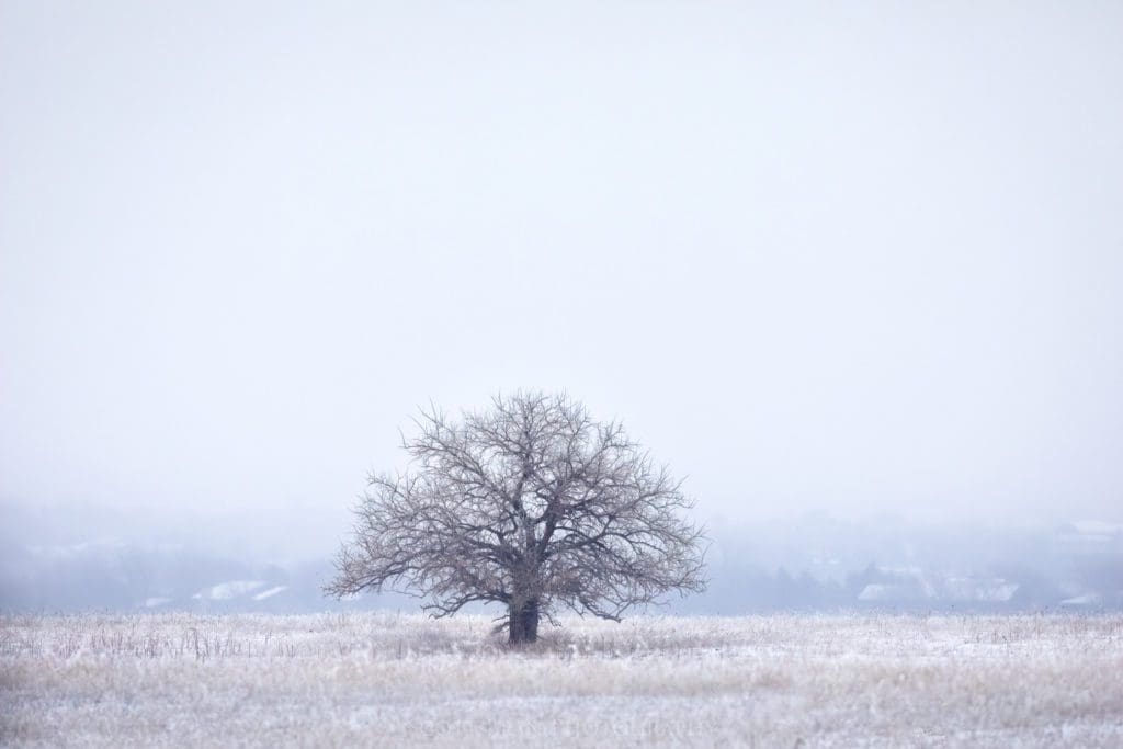 Lone tree on a snow covered prairie