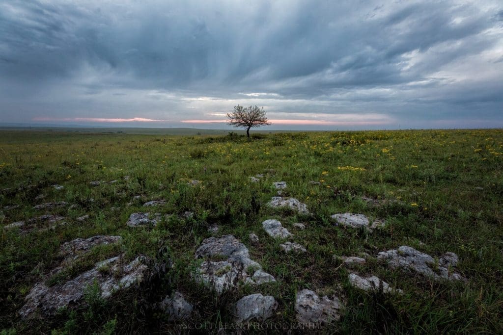 Lone Tree on the Flint Hills Prairie