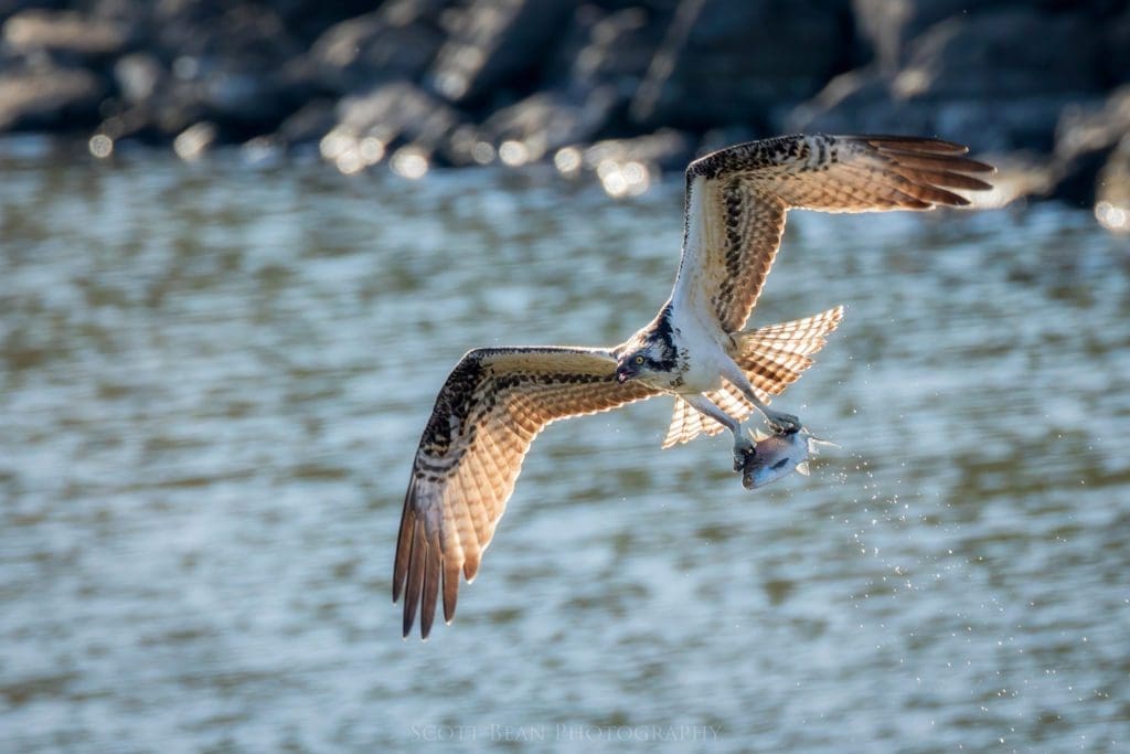 Osprey