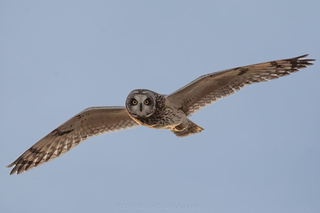 short-eared owl