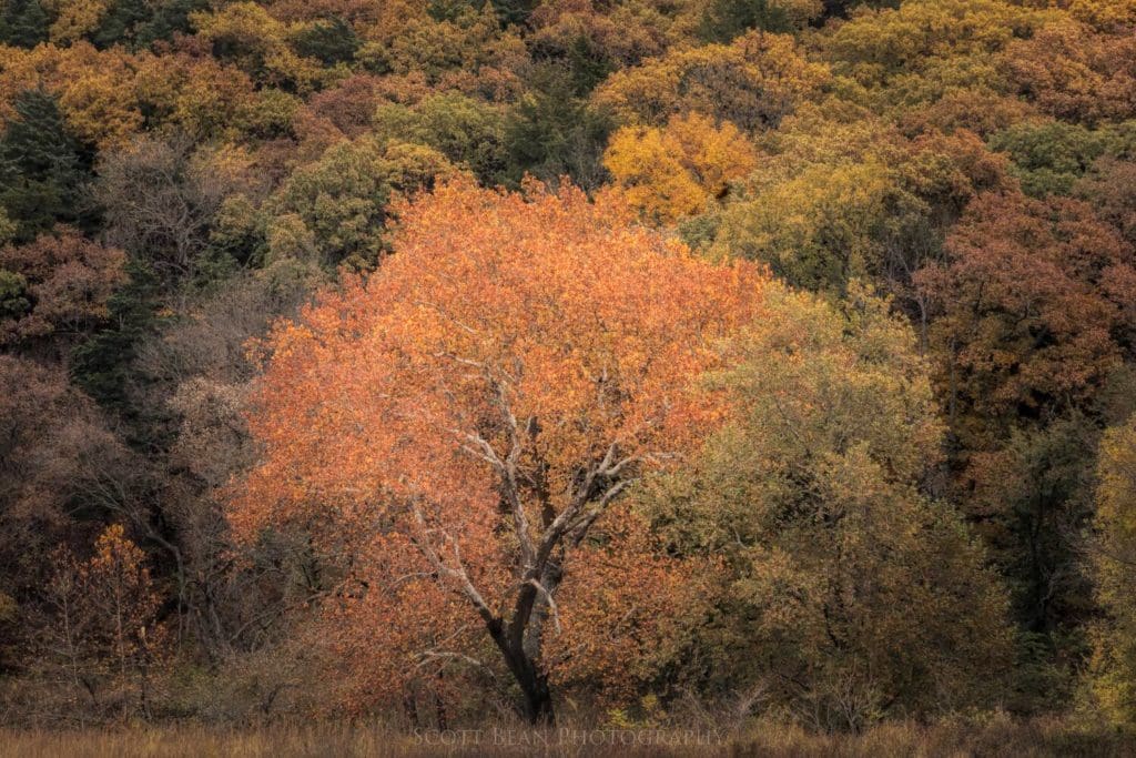Fall Colors in the Flint Hills