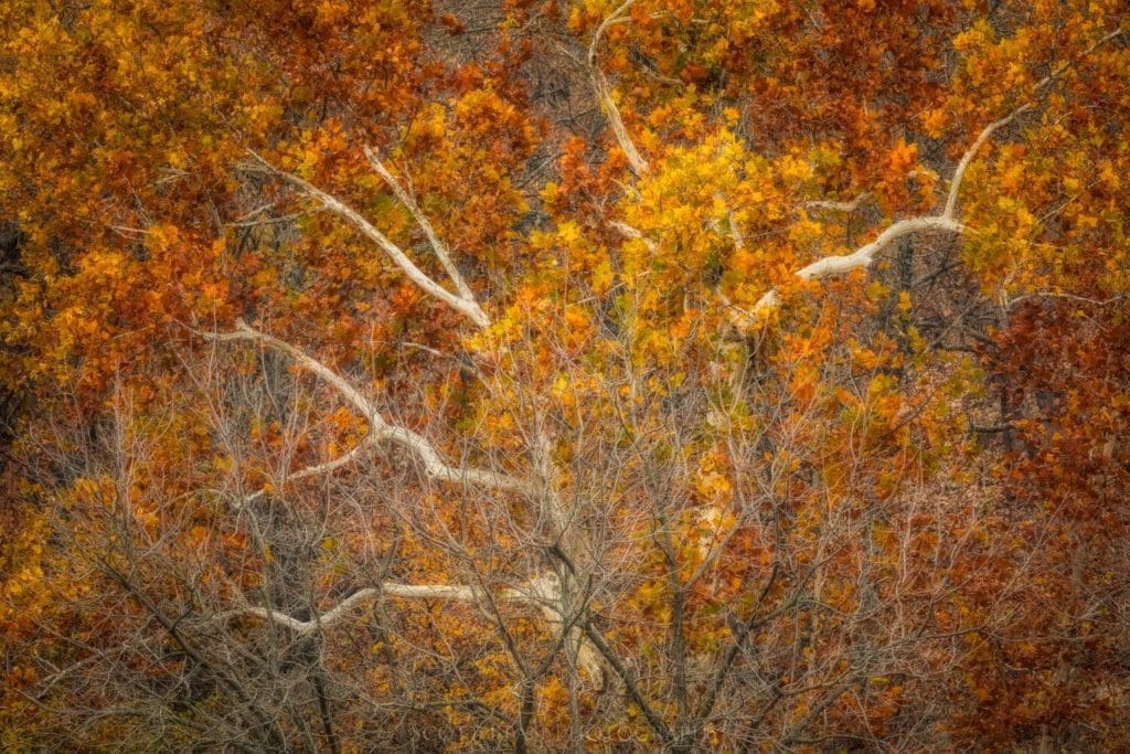 Fall Colors in the Flint Hills