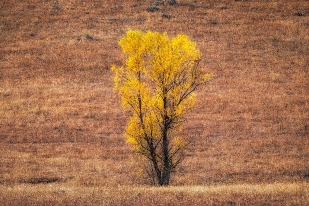 Fall Colors in the Flint Hills