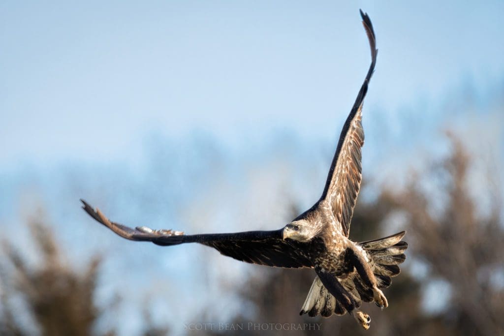 Juvenile bald eagle in flight