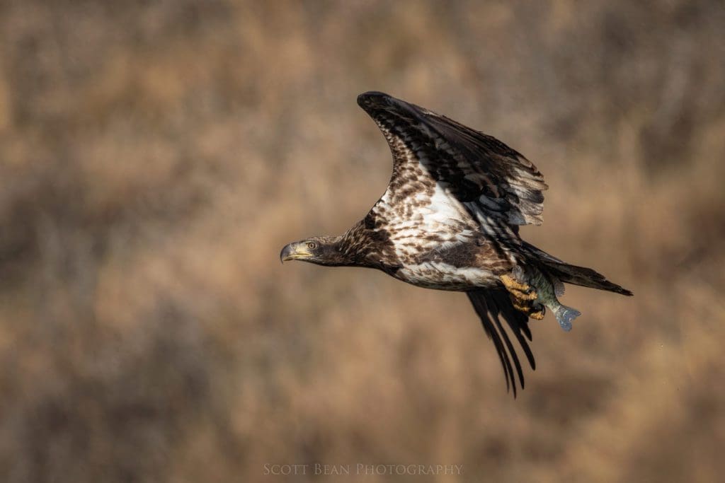 Juvenile bald eagle with a recently caught fish.