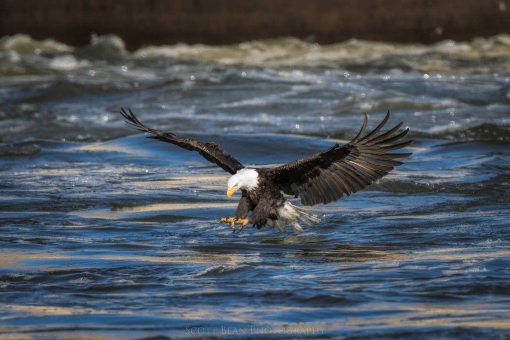 Adult bald eagle coming in to grab a fish