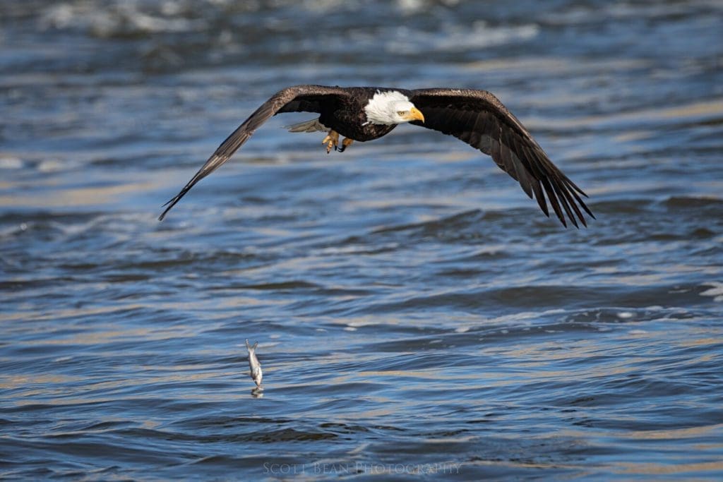 Adult bald eagle drops a fish it had just pulled out of the water.