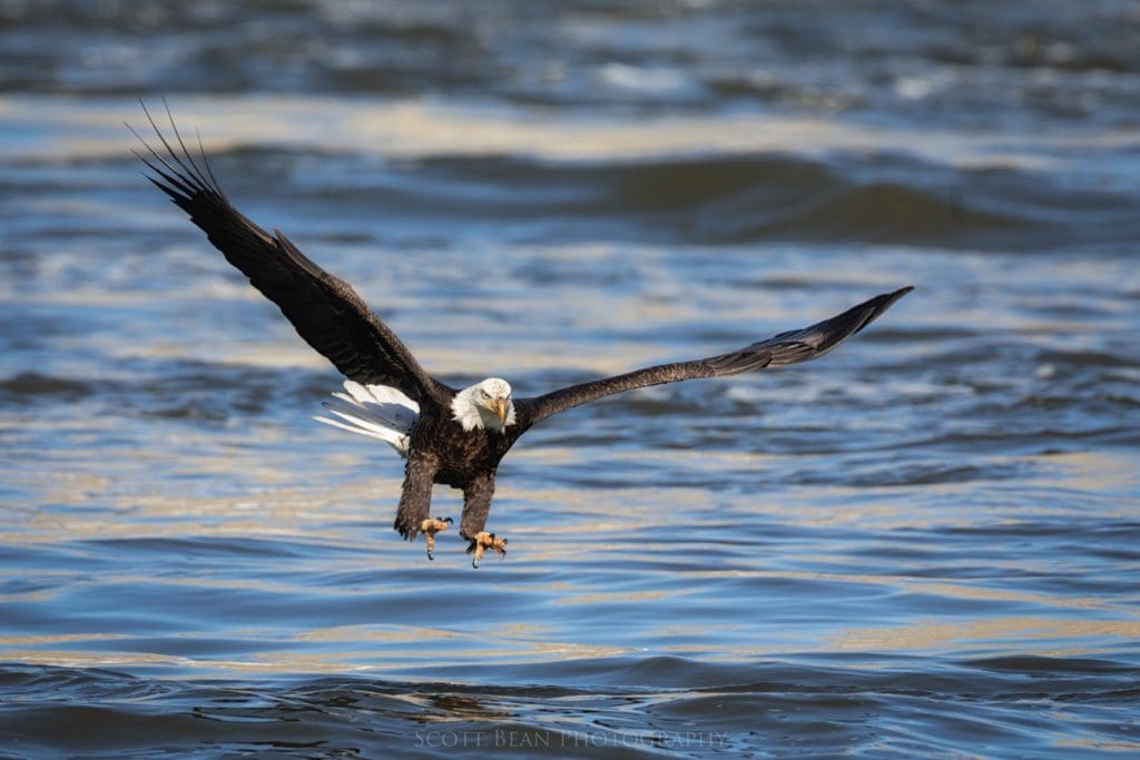 Adult bald eagle starting its attempt to grab a fish.