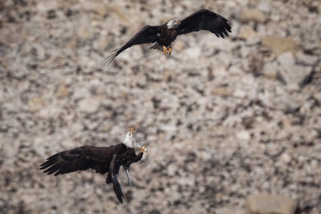 Adult bald eagles sparring over a recently got fish